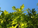 Překrásný zeleno modrý kontrast dubových listů vůči obloze.