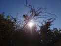 Prudké letní Slunce pod zpola uschlou akátovou větví.