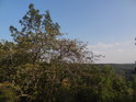 Pohled přes šípkový keř na údolí Říčky.