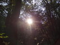 Slunce pronikající lesním houštím.