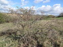 Zpola uschlý šípkový keř na Vinohradech, z takového popisu by nikdo moc moudrý nebyl, jedná se o chráněné území Vinohrady.