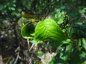 Nádherně sytě zelený list na křoví se jeví napadený.