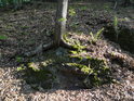 Smrkové kořeny obepínají vrstevnatý balvan.