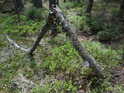 Převelice zajímavě zlomená tlející bříza nad mladým borůvčím.
