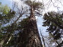 Statná borovice mezi živými mrtvými stromovými soudruhy různých druhů.
