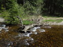 Prášilský potok omílá svými vodami zetlelý kmen.