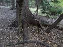 Smrkový kořen má co odhánět nebezpečně blízko rostoucí dřeviny.