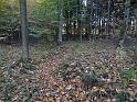 Lesní pěšina zapadá listím.