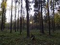 Zapadající Slunce se ještě prodírá lesními porosty.