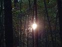 Slunce si našlo cestu mezi mladými lesními porosty.