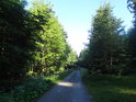 Asfaltová lesní cesta na západním cípu chráněného území.