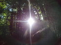 Ranní Slunce proniká přes lesní listí na Žákově hoře.