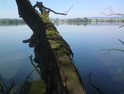 Nad hladinou jižního Moravičanského jezera se kloní souška, kterou již obrůstá mech.