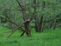 Vrby v údolí Volšovky.