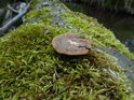 V mechu na padlé vrbě přes potok se daří i houbám.