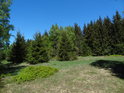 Nepříliš zelenou lesní louku doplňuje borůvčí sytě zelené.