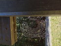 Sluncem zalitá pavučina zachycená na dřevěné konstrukci.