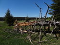 Kmen uhnilého smrku významně podpírají jeho větve, což zásadně zpomaluje postupný rozklad dřeva.