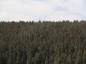 Severovýchodní zalesněná stráň nad pravým břehem Křemelné.