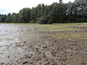 Pohled přes nedávno obnažené dno rybníka Zlámanec.
