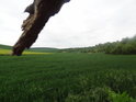 Pole pod pahýlem větve, vpravo zbytek chráněného území Žlíbek.