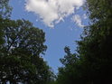 Průzor z lesa na oblačnou oblohu.
