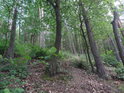 Smíšený les je cílem vyváženého lesního hospodaření.