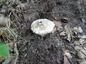 I uprostřed horkého léta můžeme v lesích u Kladna nalézt houby.